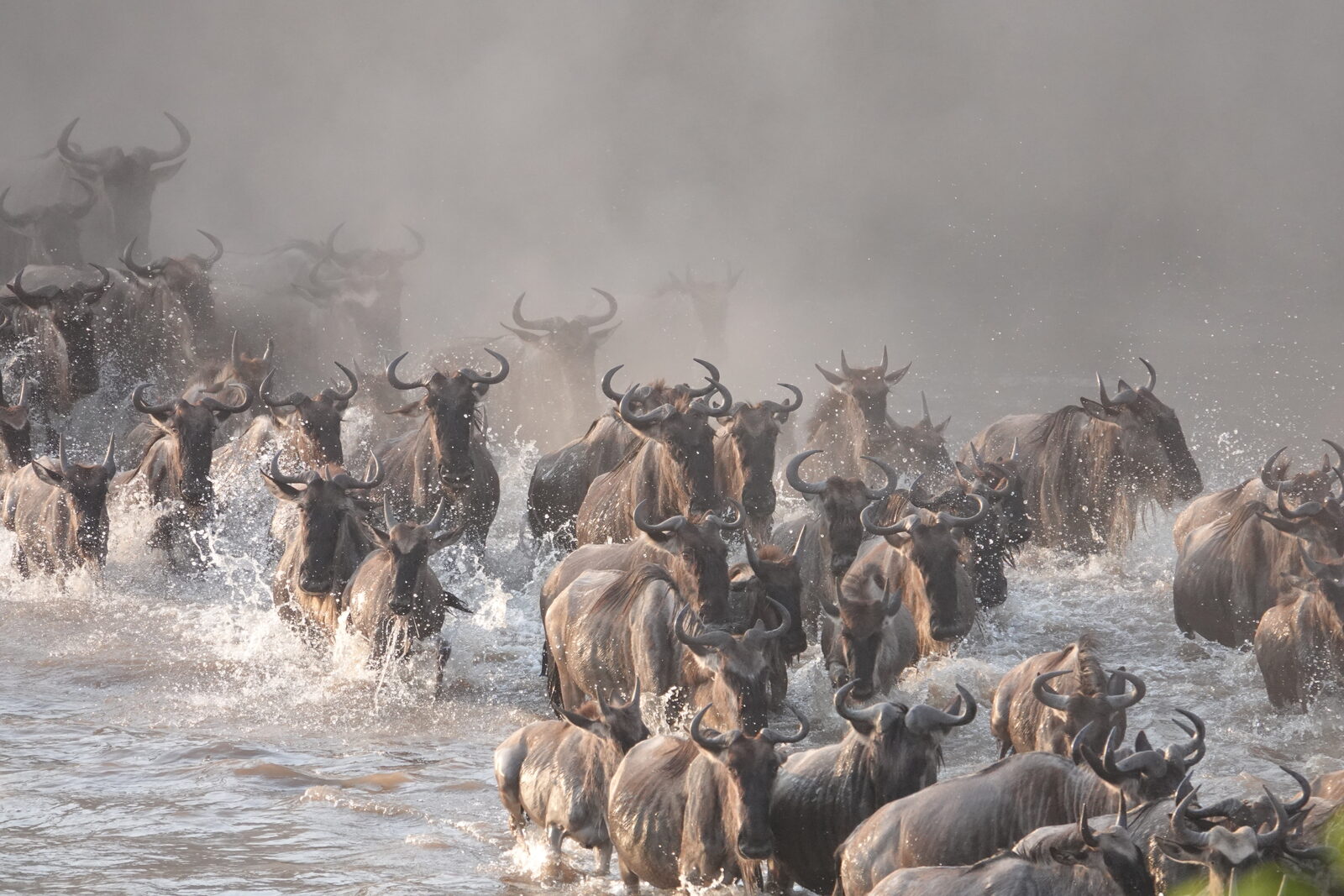 Wildebeest plunging into the Mara River during a migration crossing in the northern Serengeti