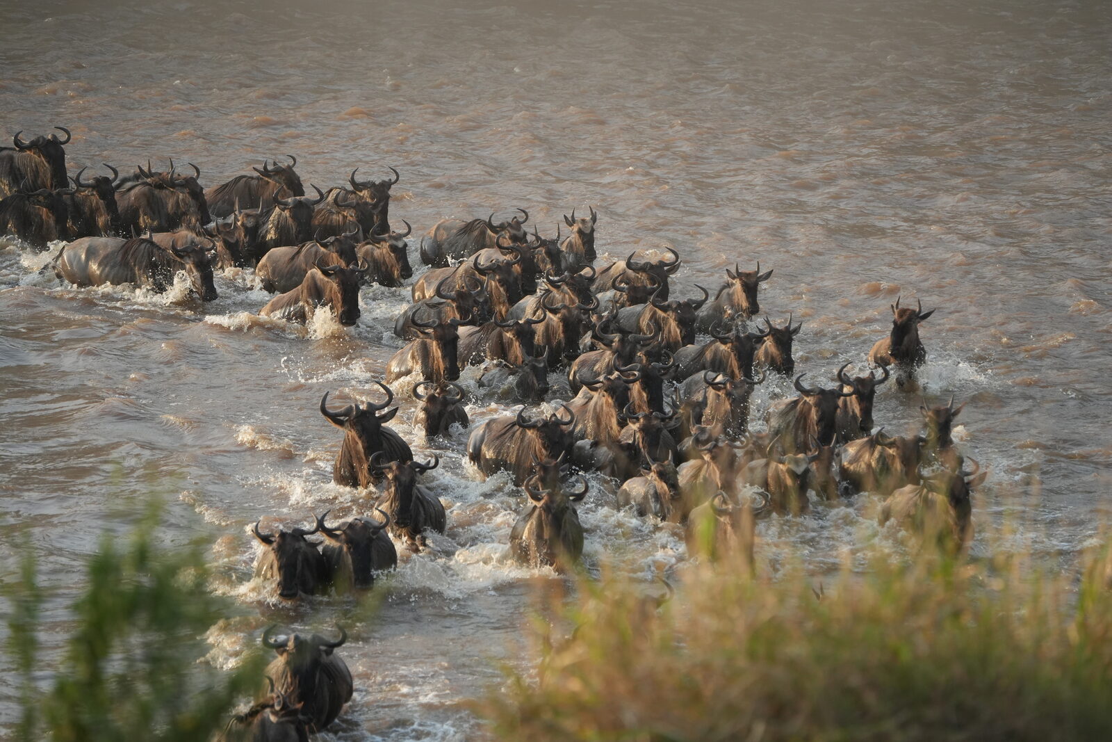 Wildebeest crossing the Mara River in a line, northern Serengeti