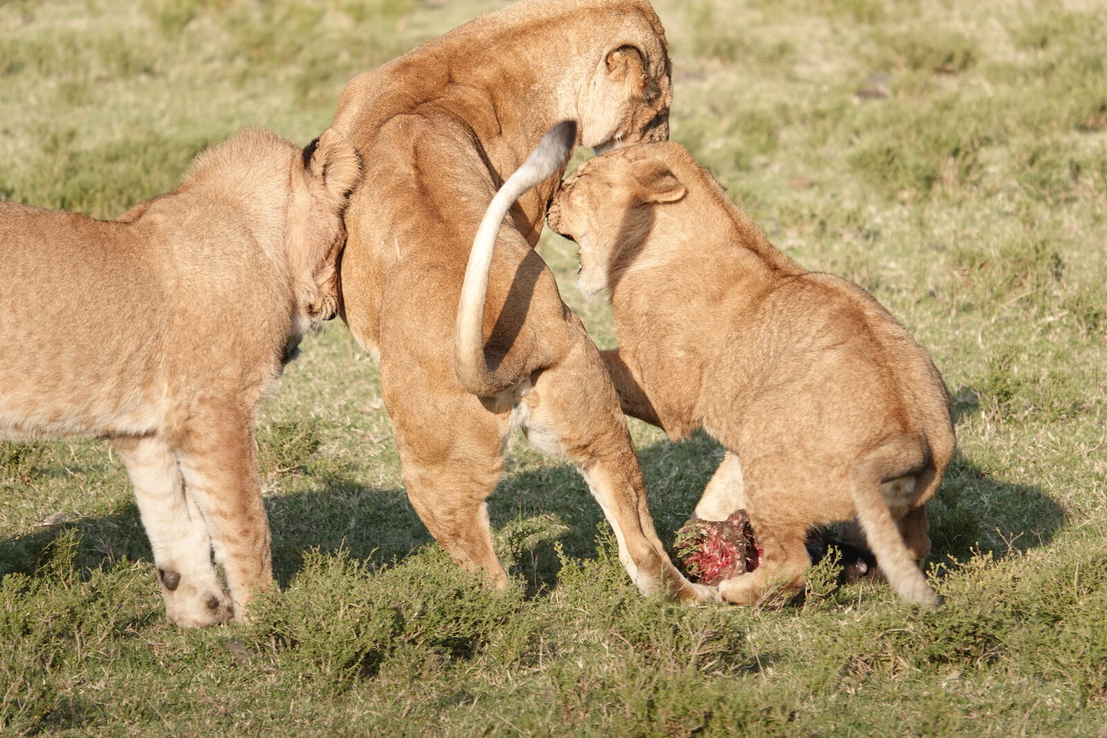 Lion cubs play-fighting in the Naboisho Conservancy