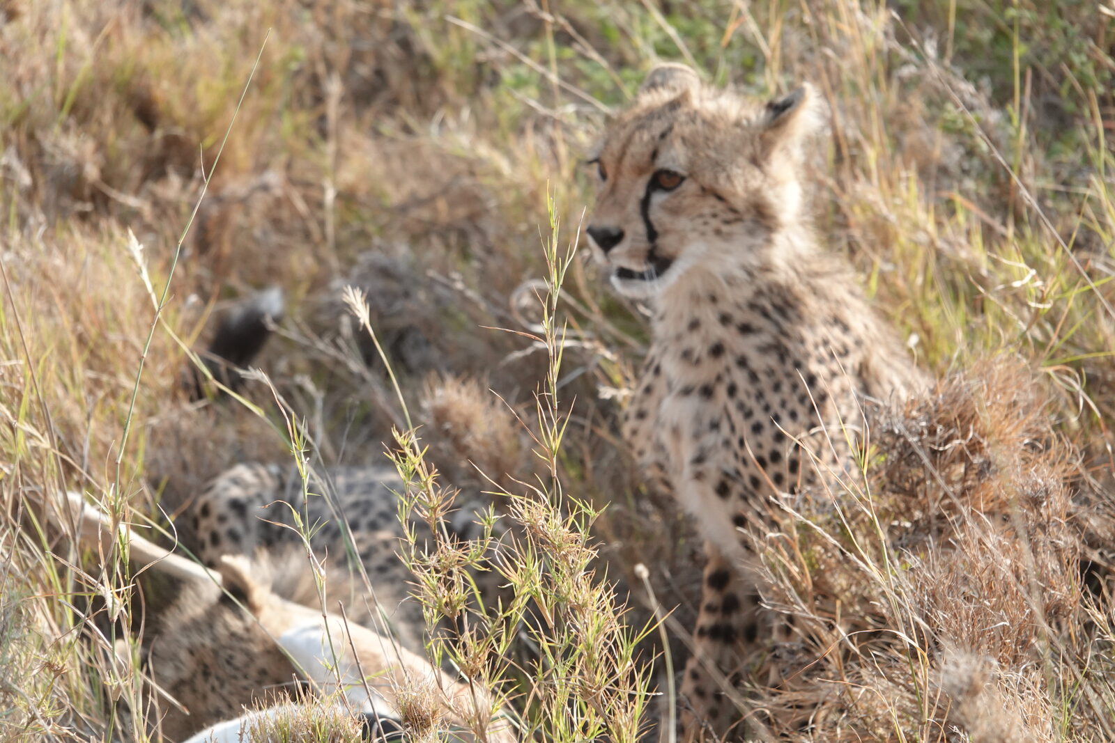 A cheetah cub peeking out from the grass beside its mother in the Serengeti
