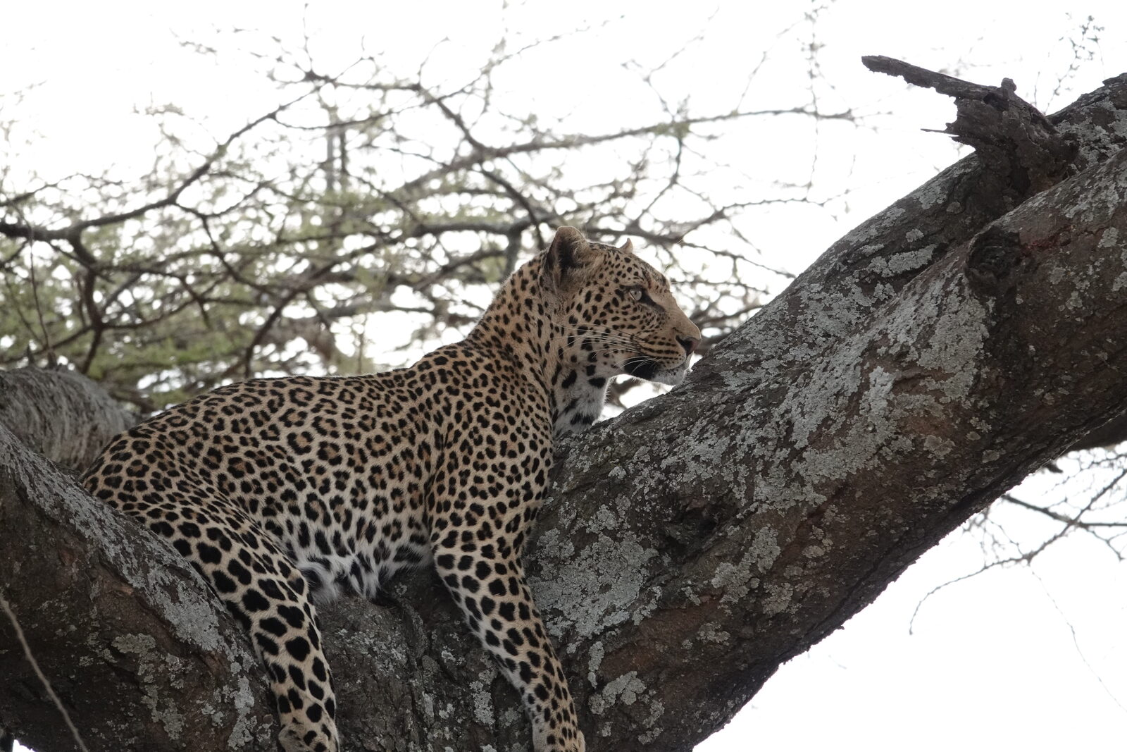 A leopard resting in an acacia tree in the eastern Serengeti near Namiri Plains