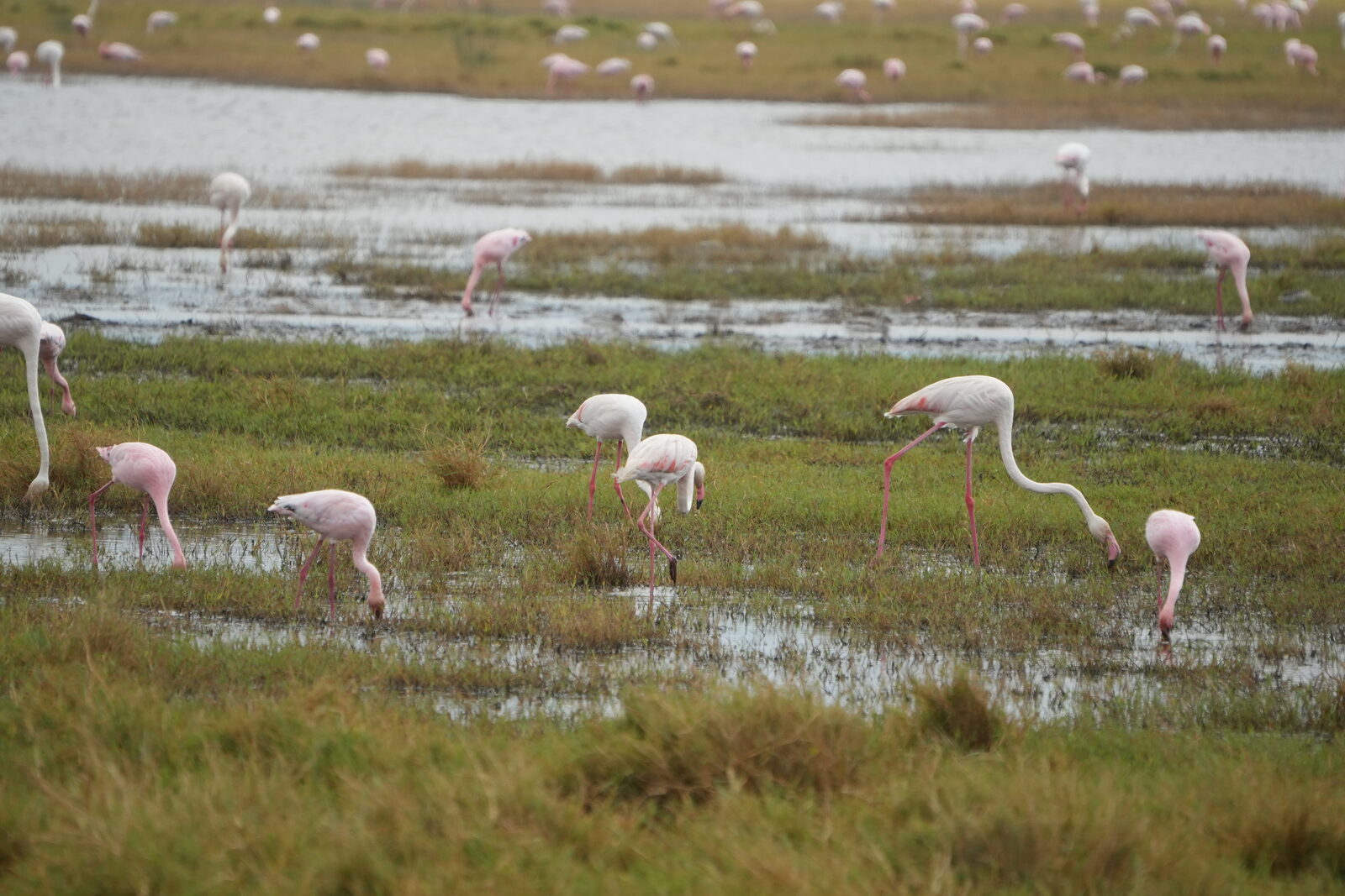 Flamingos on the soda lake on the Ngorongoro Crater floor