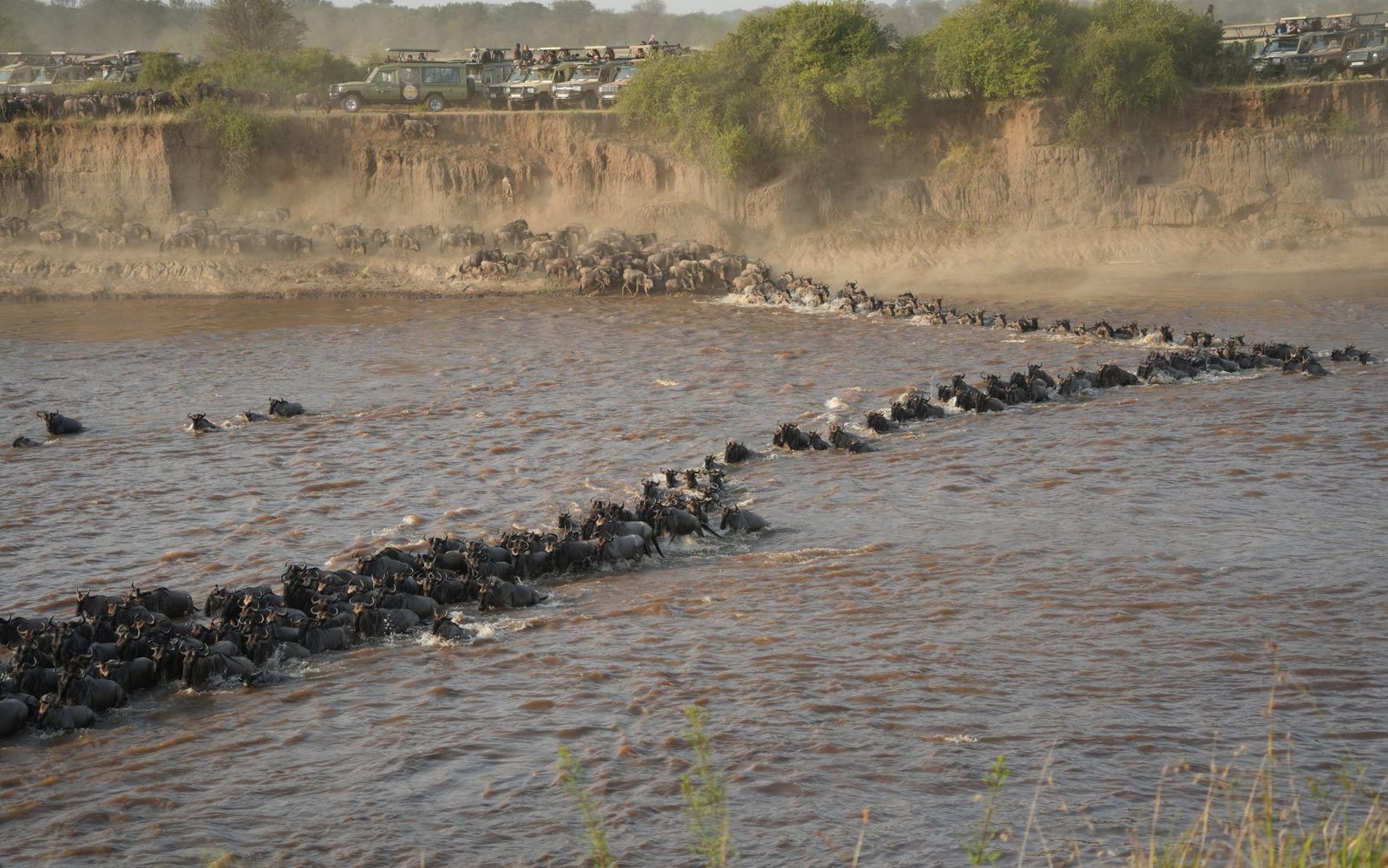 Wildebeest swimming across the Mara River in long lines, with safari vehicles parked along the far bank