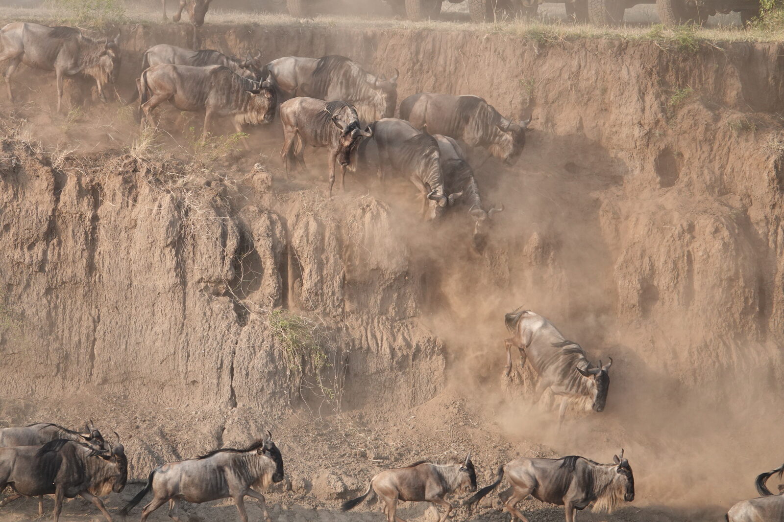 Wildebeest scrambling down a steep, dusty bank of the Mara River