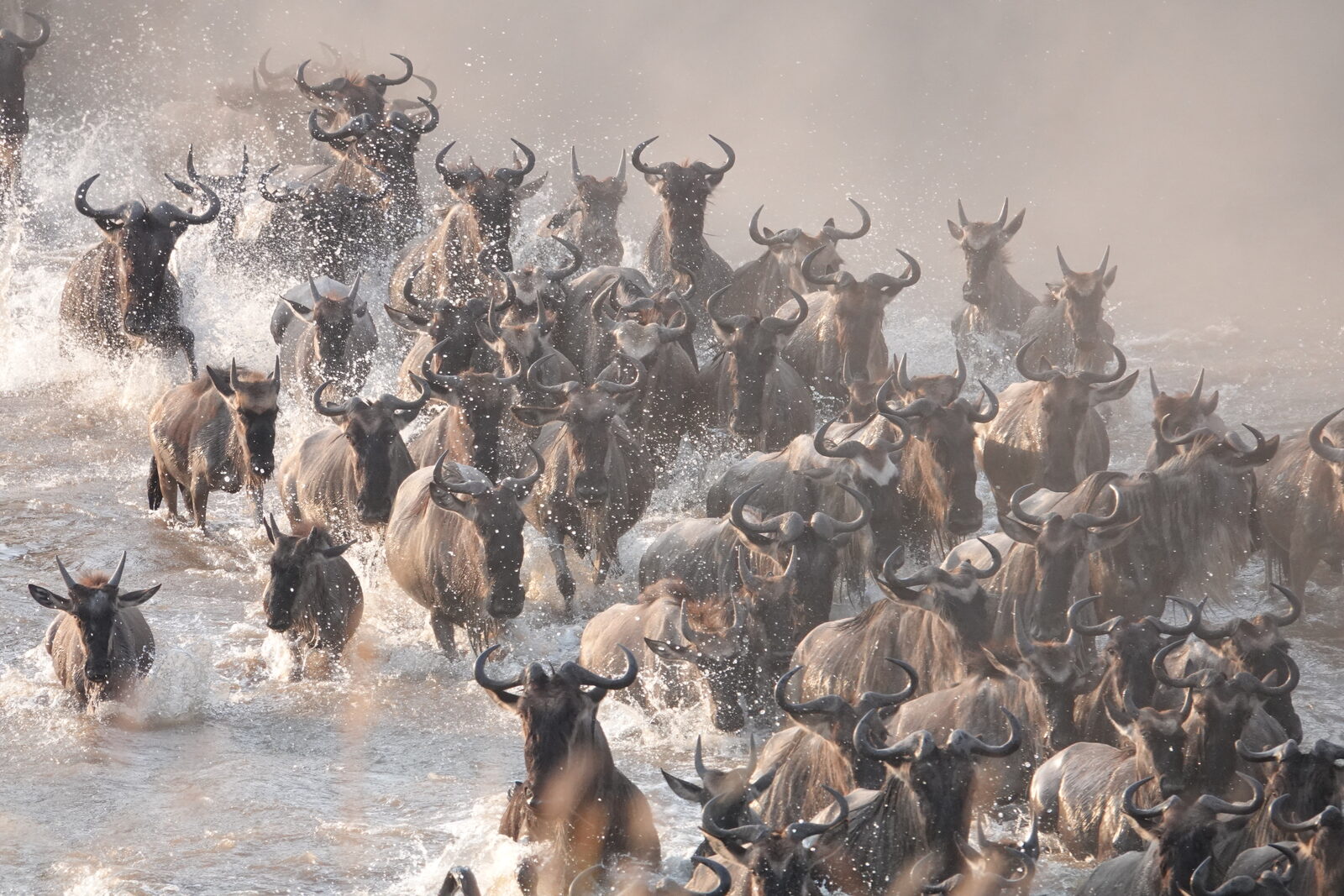 A herd of wildebeest charging through the Mara River toward the camera