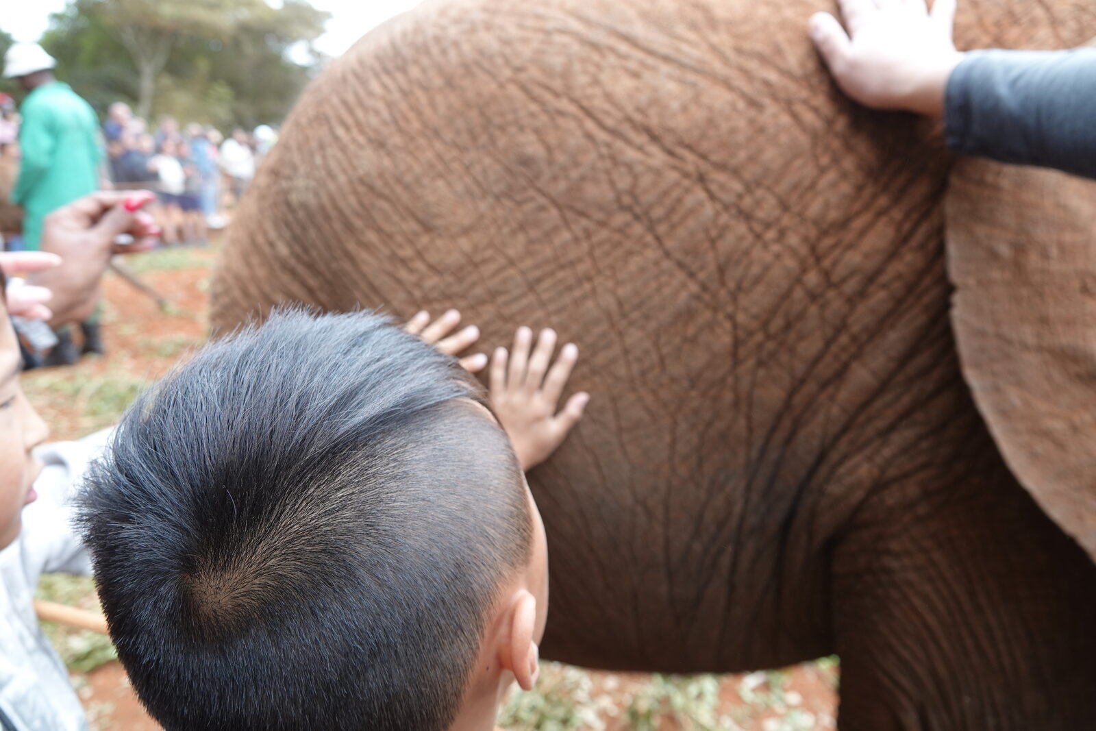 Our son touching an orphaned baby elephant at the Sheldrick Wildlife Trust in Nairobi