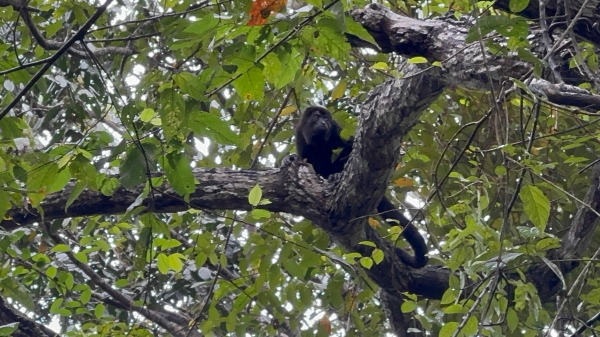 Black howler monkey resting on a tree branch