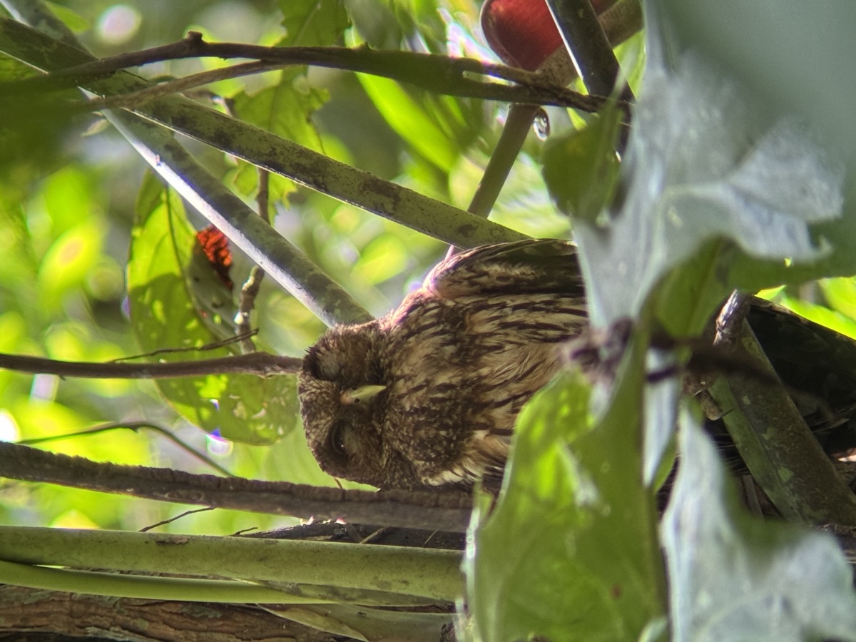 Small owl sleeping in dense foliage
