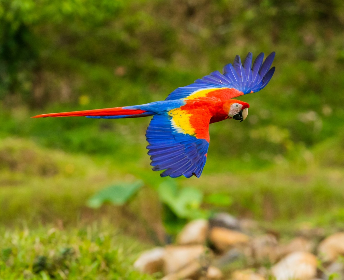 Scarlet macaw in flight, wings spread, showing vivid red, blue and yellow plumage