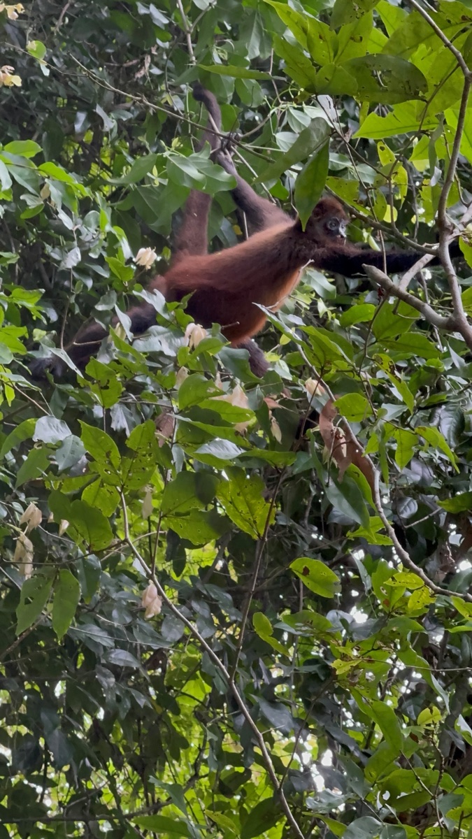Central American spider monkey hanging from a branch in the canopy