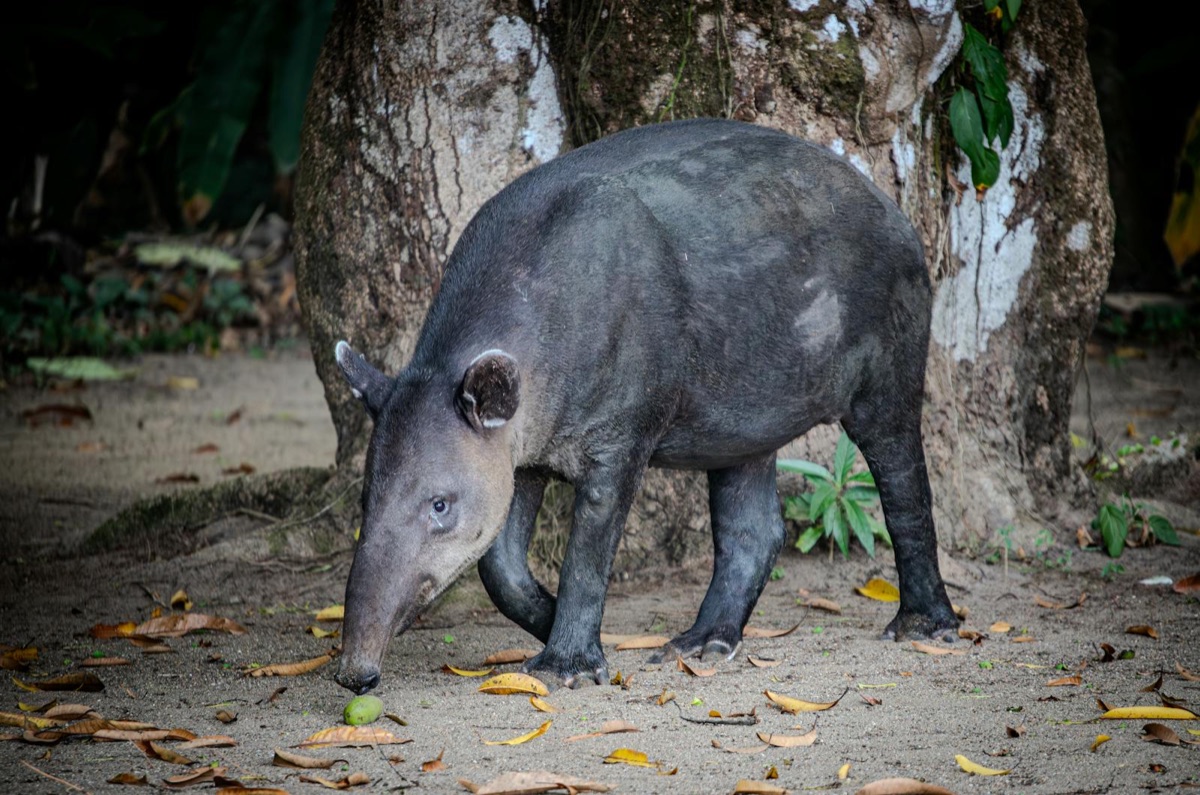 Baird's tapir foraging on the rainforest floor