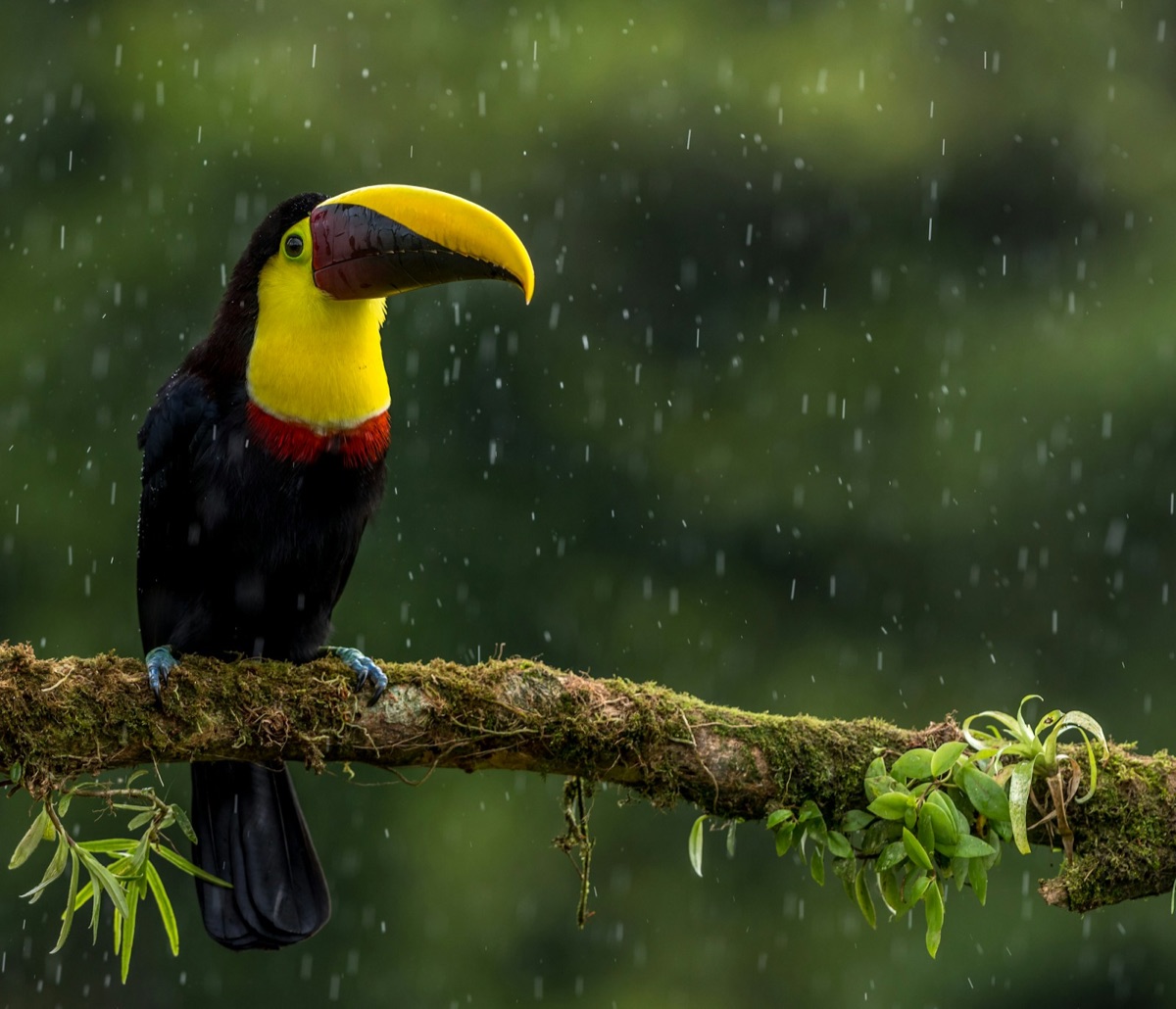 Chestnut-mandibled toucan perched on a mossy branch in light rain