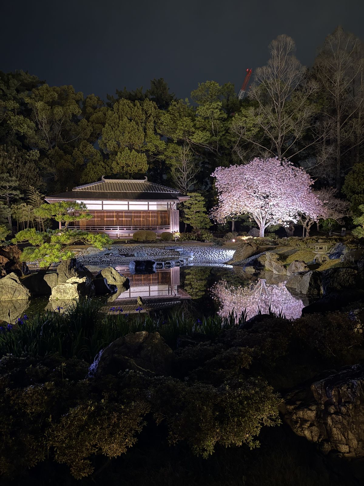 Illuminated cherry blossom tree reflected in a Japanese garden pond at night