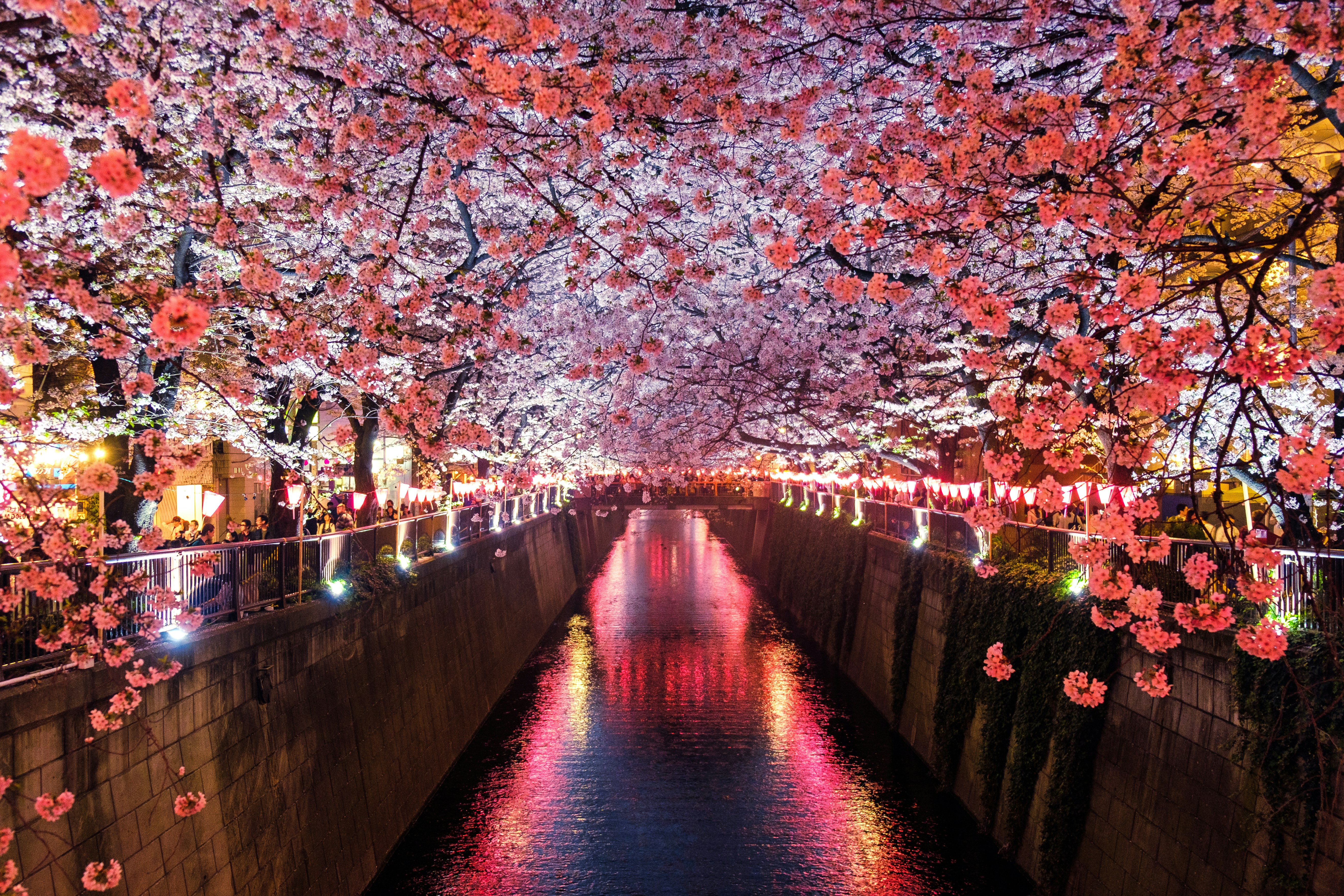 Cherry blossom trees lining the Meguro River canal in Tokyo, Japan